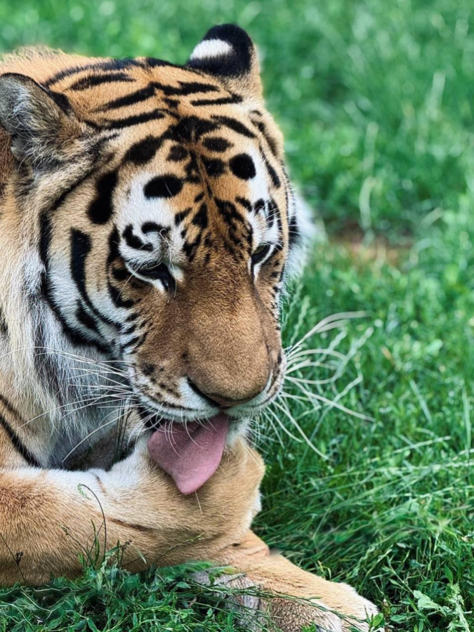 Всем привет из Клуба Юных Зоологов!